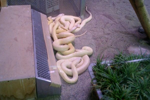 岩国神社の白蛇様
