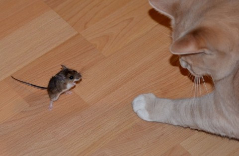 ネズミと猫